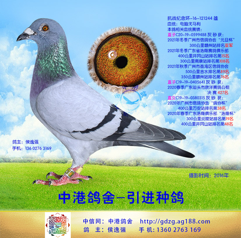 中港电脑戈马利种鸽-244