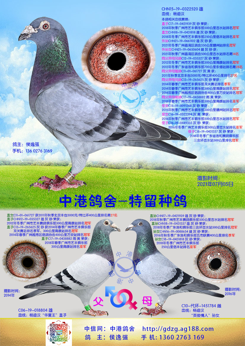 中港杨迪汉种鸽-520