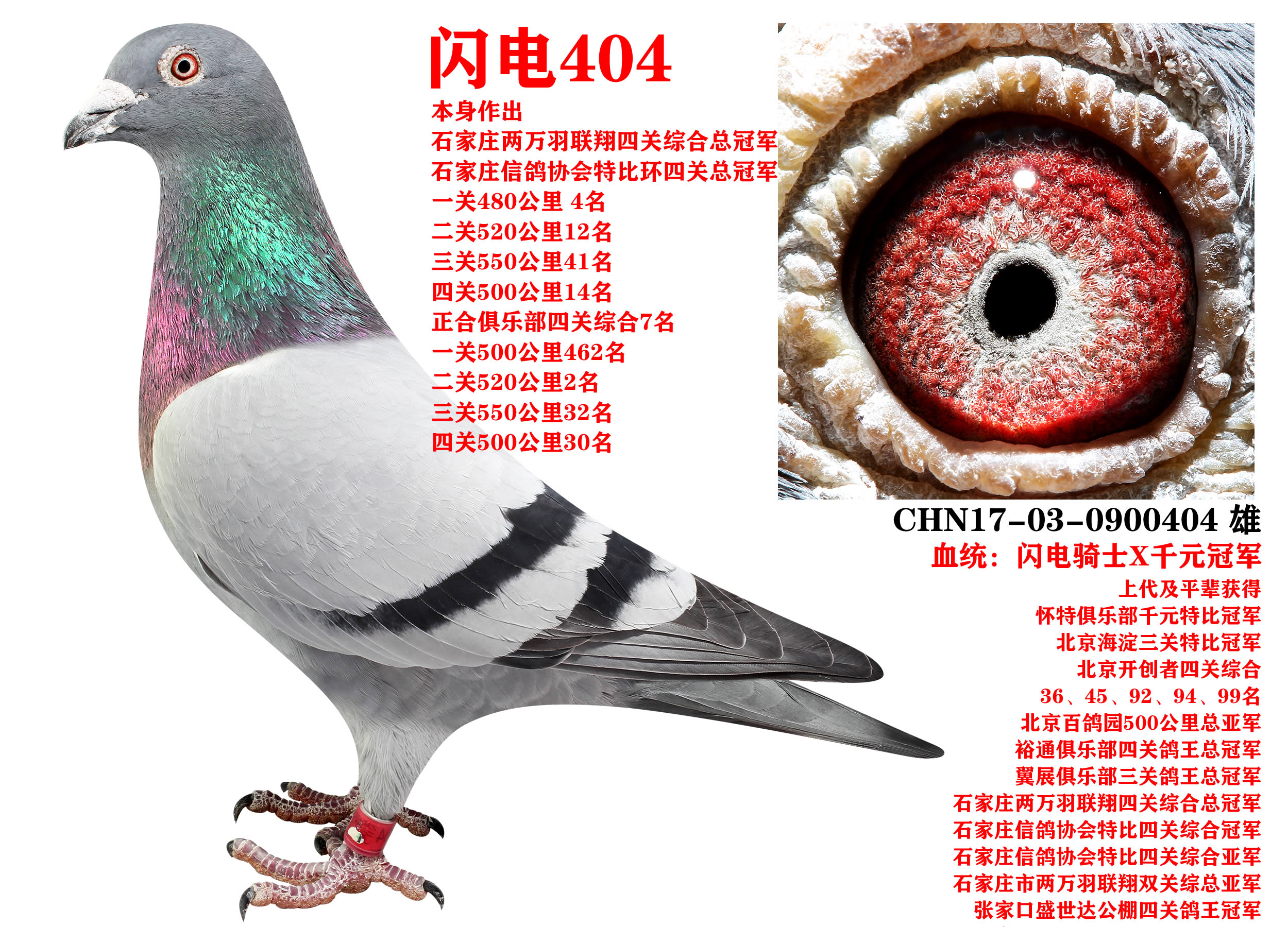 ɣʿ W404