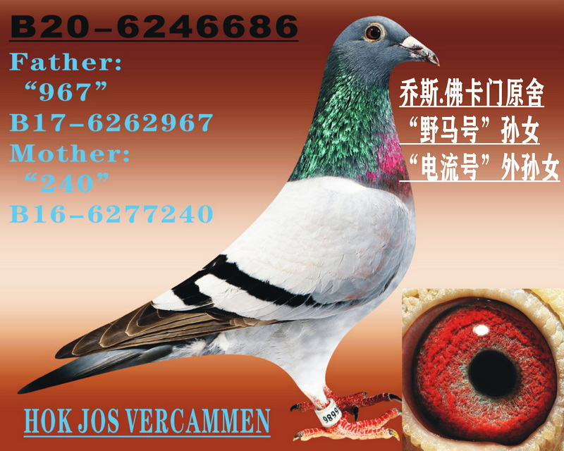 ҰR̖(ho)OŮ ̖(ho)OŮ
