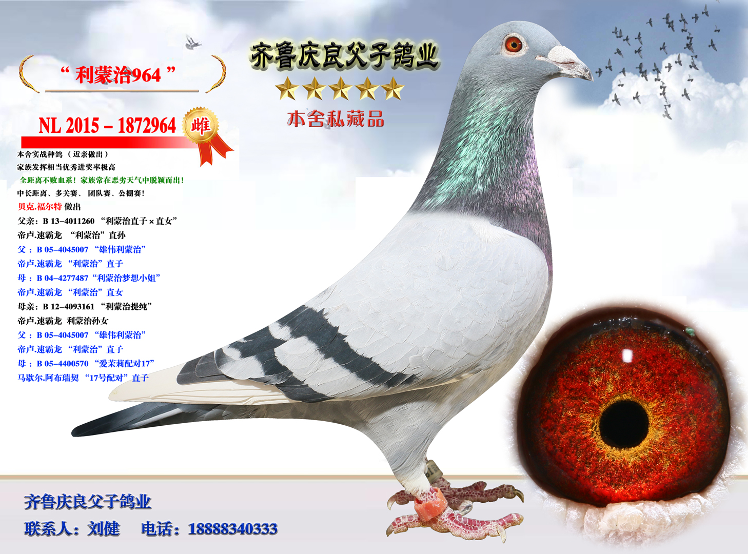 环 号:nl 2015-1872964性 别:雌目 录:齐鲁庆良父子鸽业【出售区】人