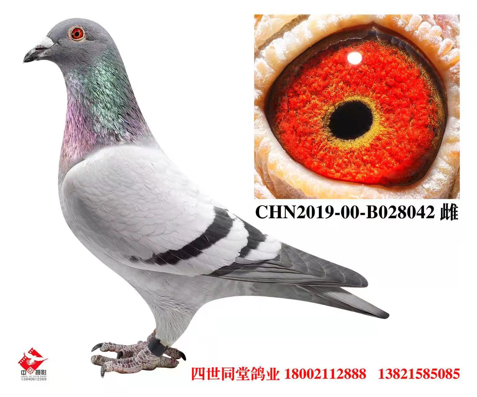 _(chung)413