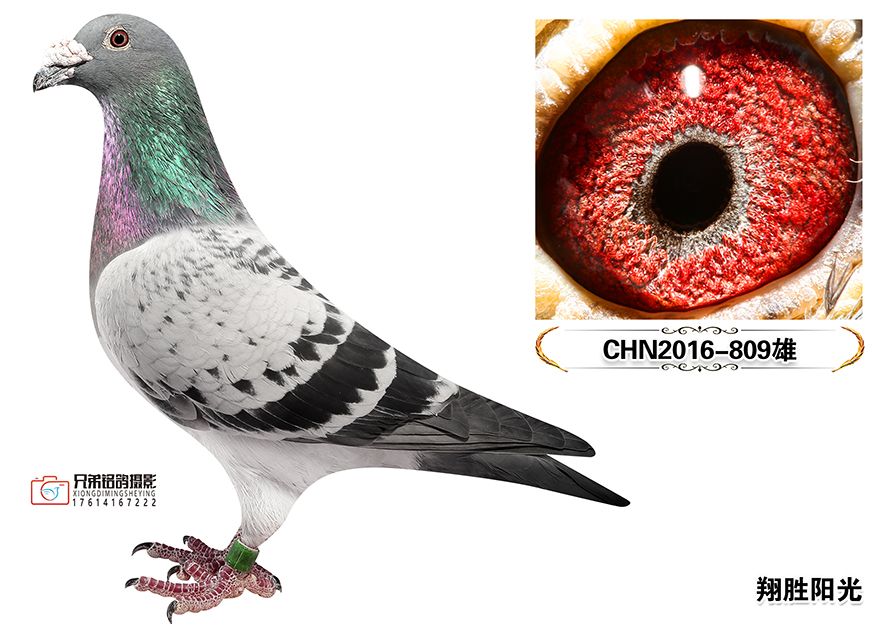2_CHN2016-809