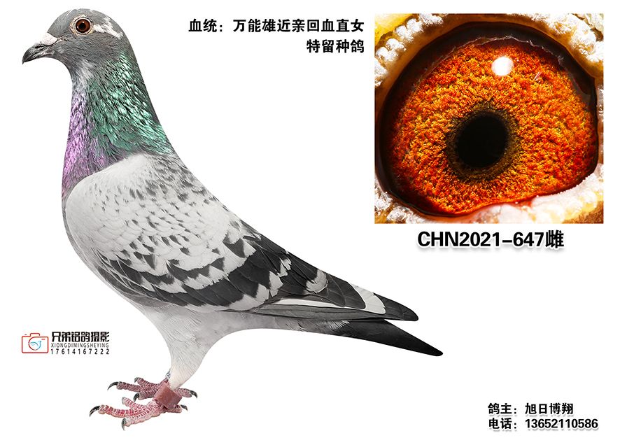 3.CHN2021-647
