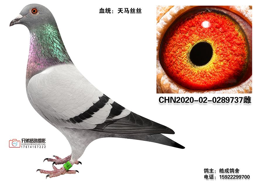 3-CHN2020-02-0289737