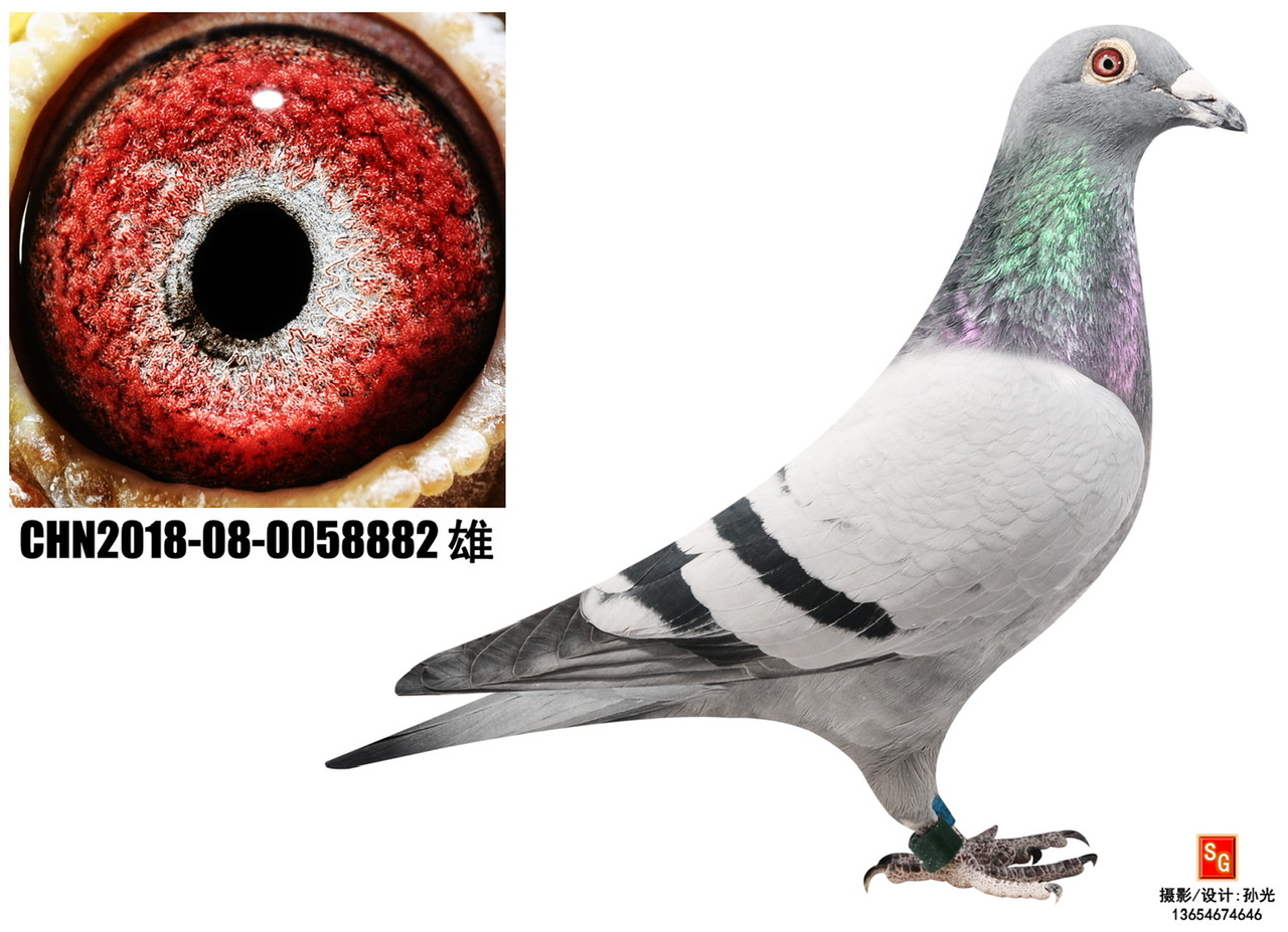 Сħ882