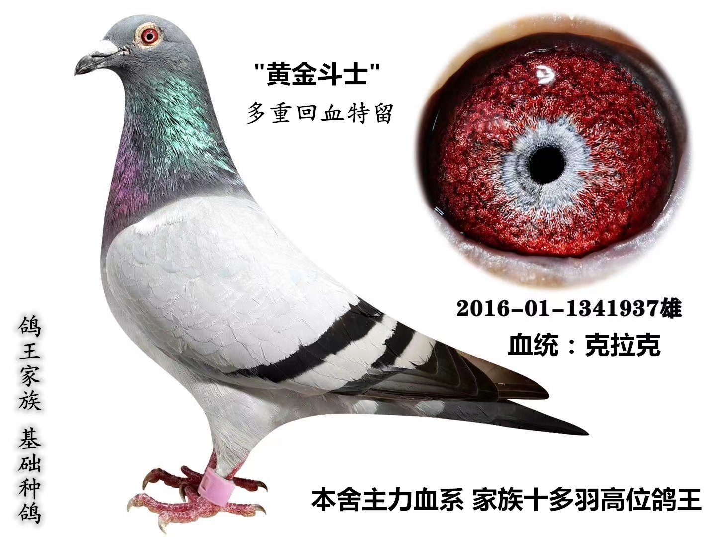 SʿѪ