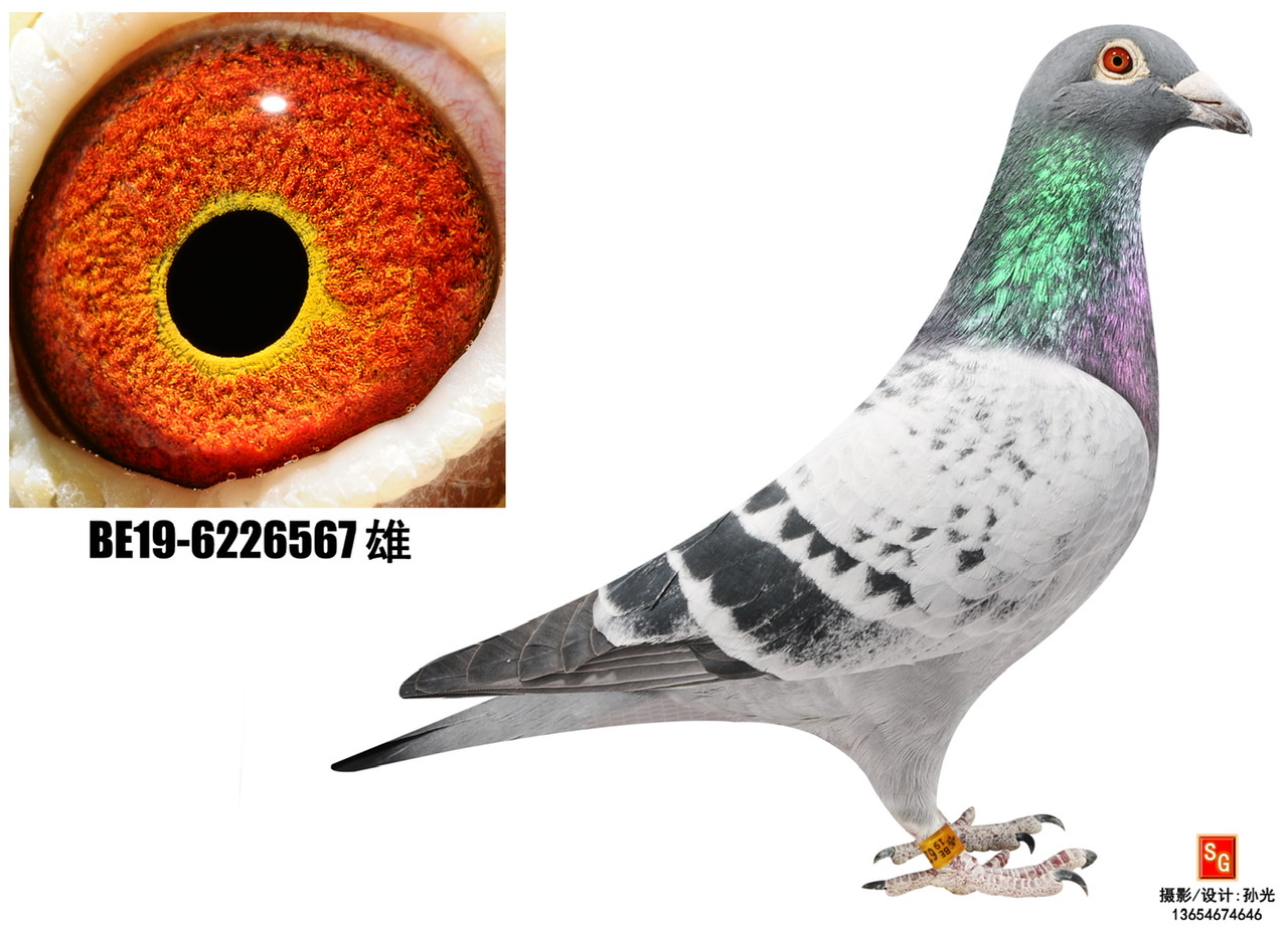 (j)006ֱO567