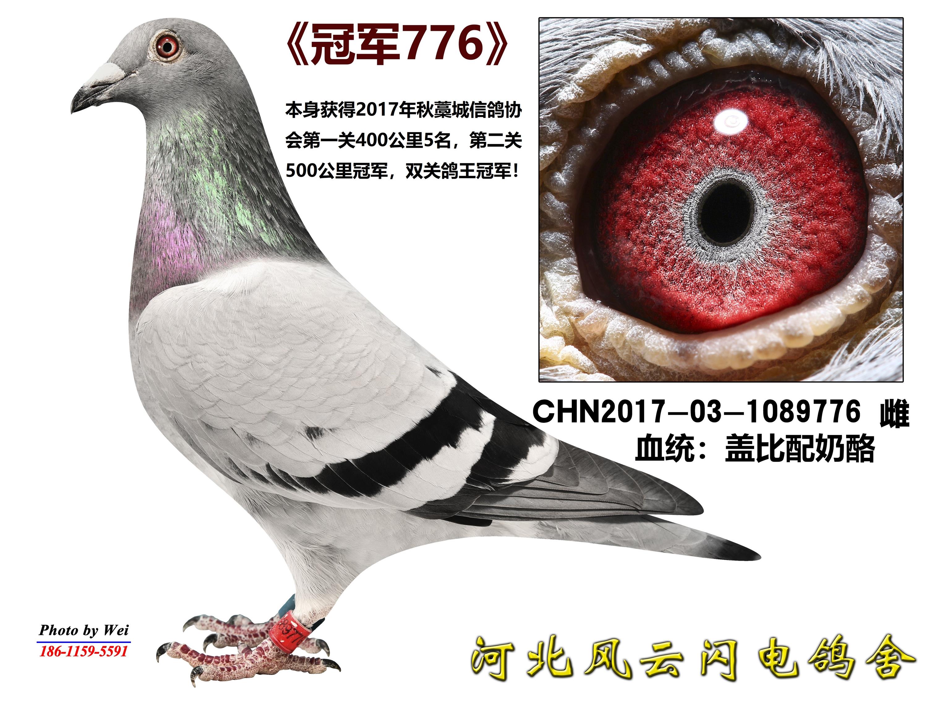 ھ776
