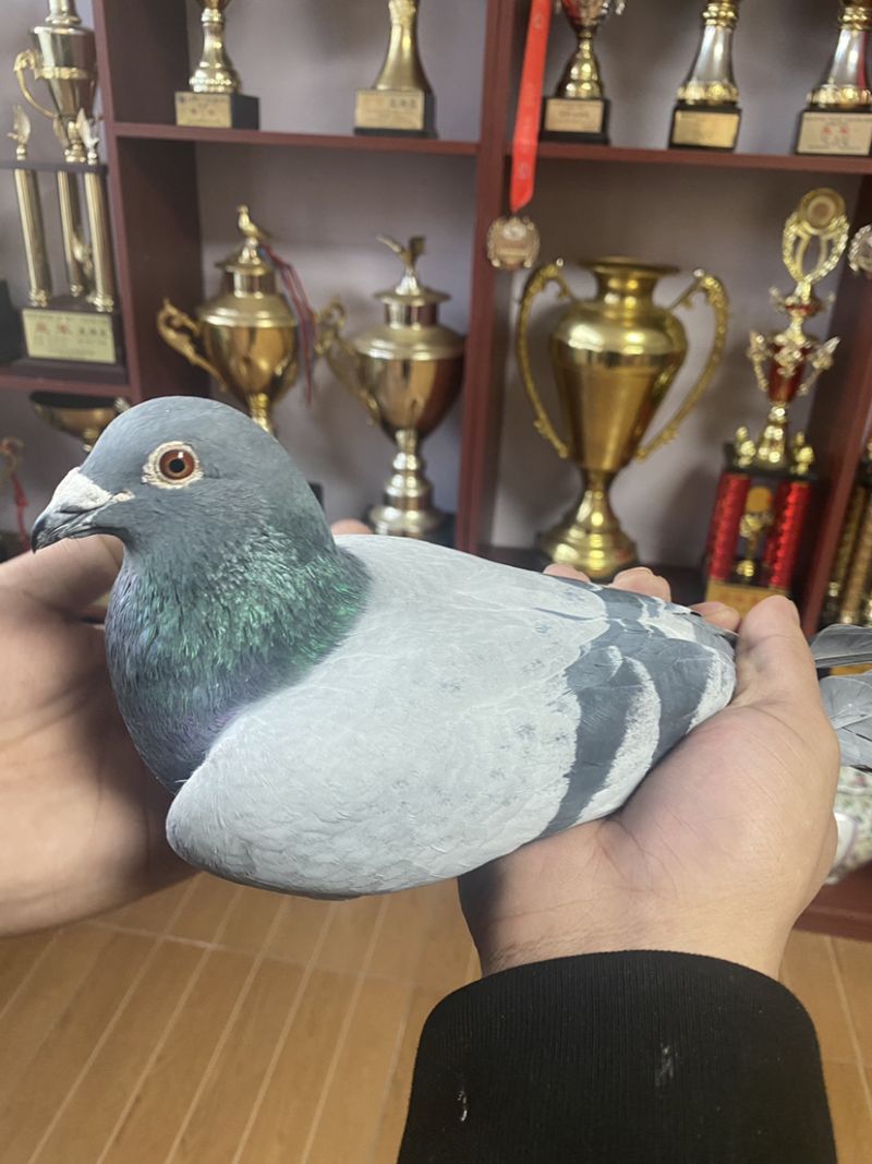 ɣʿ