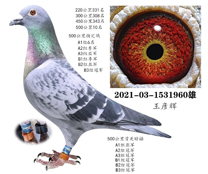 رȭh(hun)500ʮ