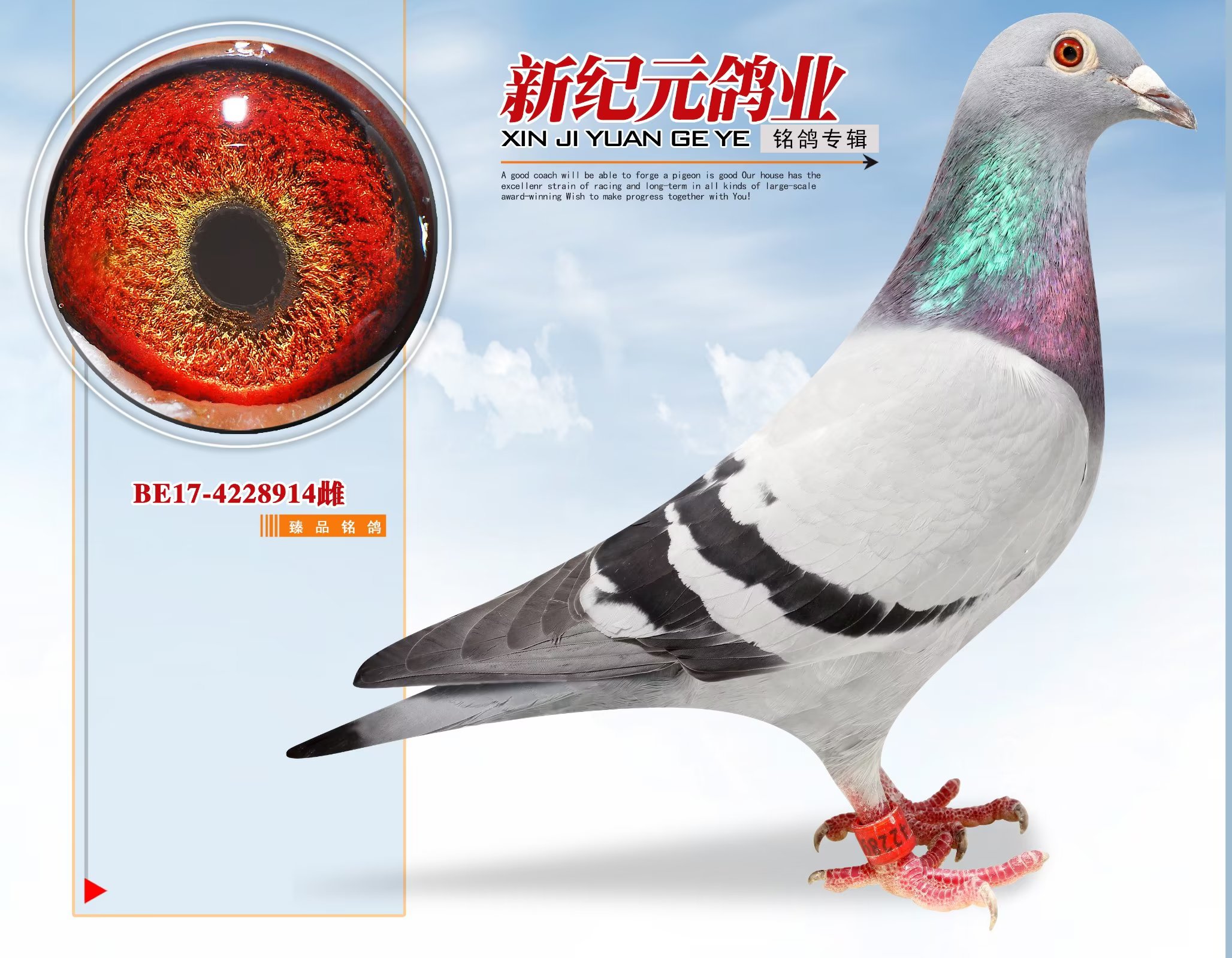 ����ɏ�Ȼ�Ѫ914̖��