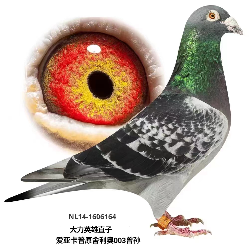 ہԭW003O