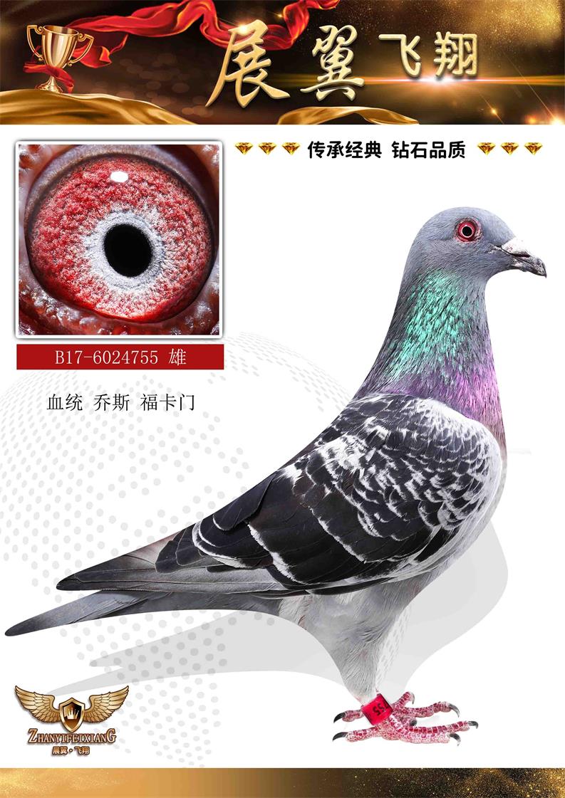 ˾ T