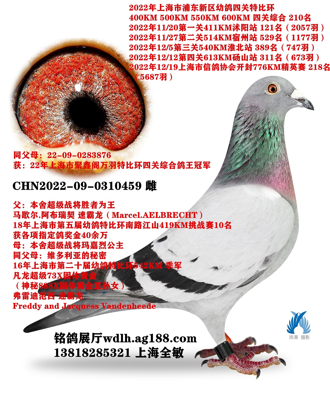 459D(zhun)