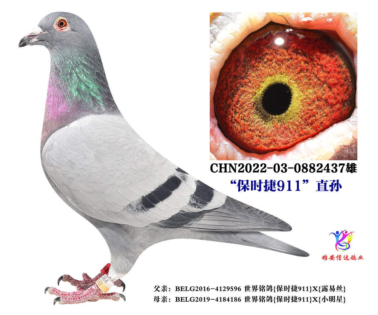 r911ֱO