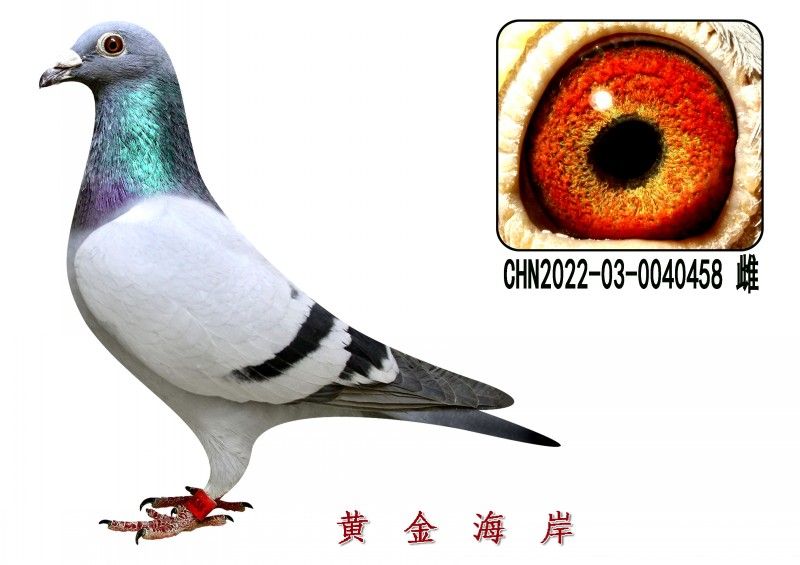 conew_chn2022-03-0040458 Ƹ