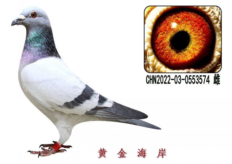 conew_chn2022-03-0553574 Ƹ