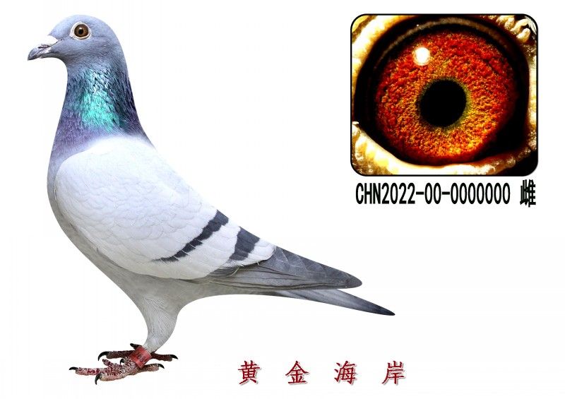 conew_chn2022-00-0000000 Ƹ