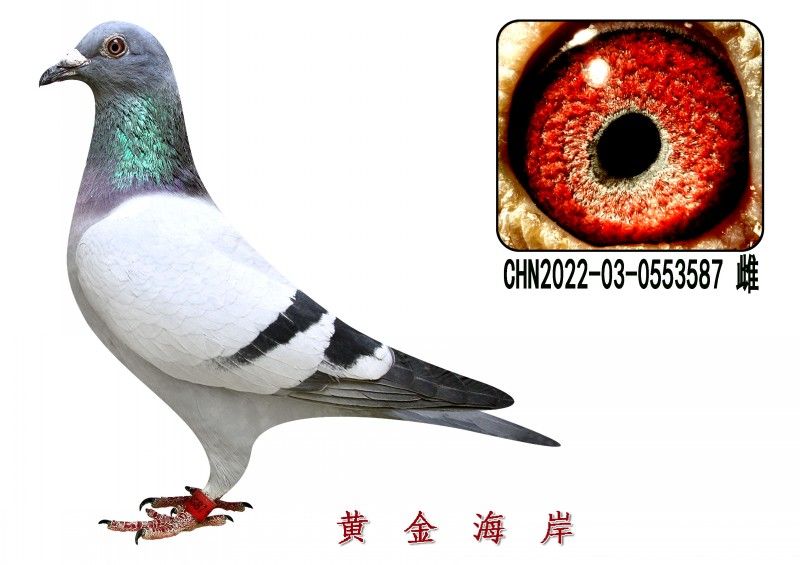 conew_chn2022-03-0553587 Ƹ