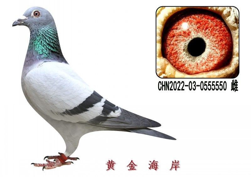 conew_chn2022-03-0555550 Ƹ