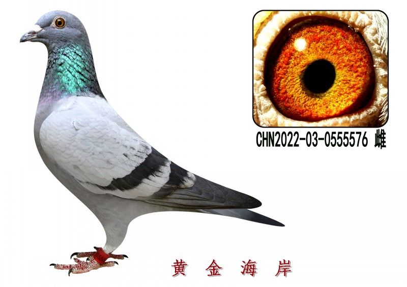 conew_chn2022-03-0555576 Ƹ