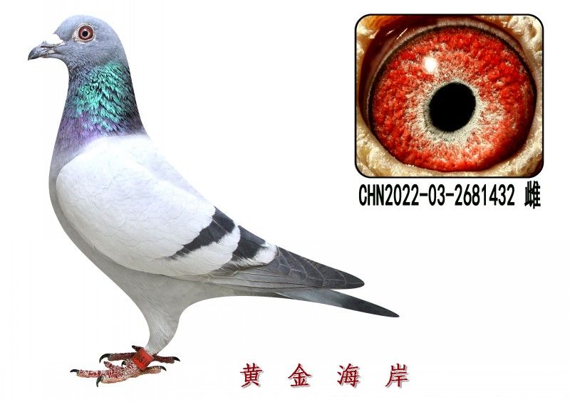 conew_chn2022-03-2681432 Ƹ