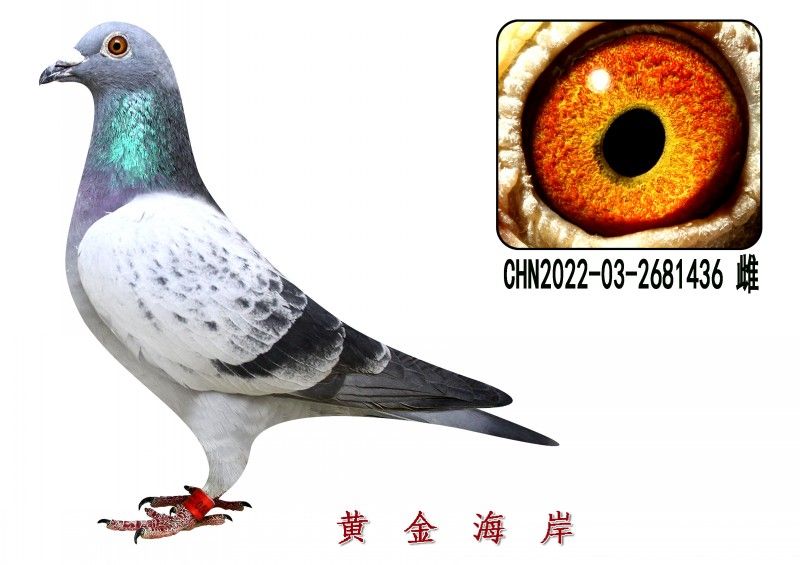 conew_chn2022-03-2681436 Ƹ