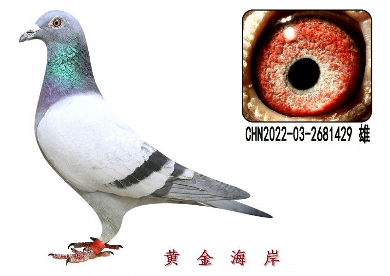 conew_chn2022-03-2681429 ۸