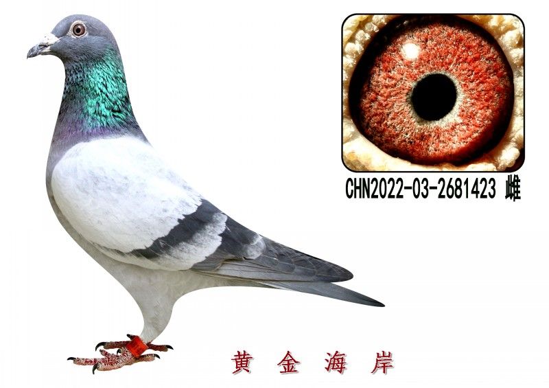 conew_chn2022-03-2681423 Ƹ