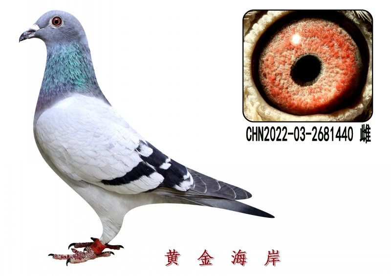 conew_chn2022-03-2681440 Ƹ