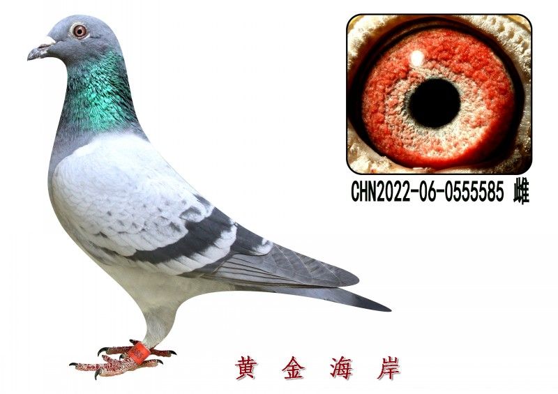 conew_chn2022-06-0555585 Ƹ