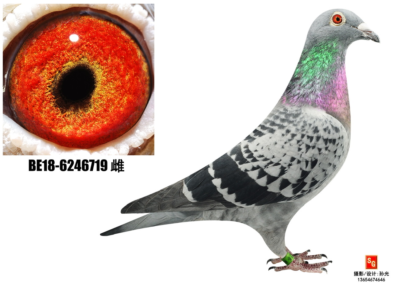 719