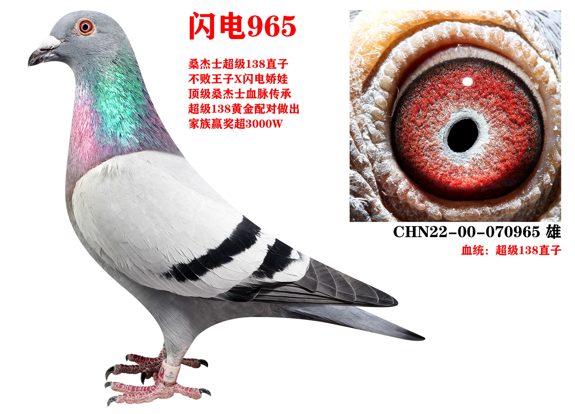 ɣʿ W965