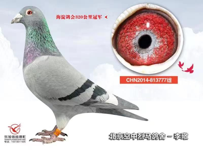 海淀320公里冠军