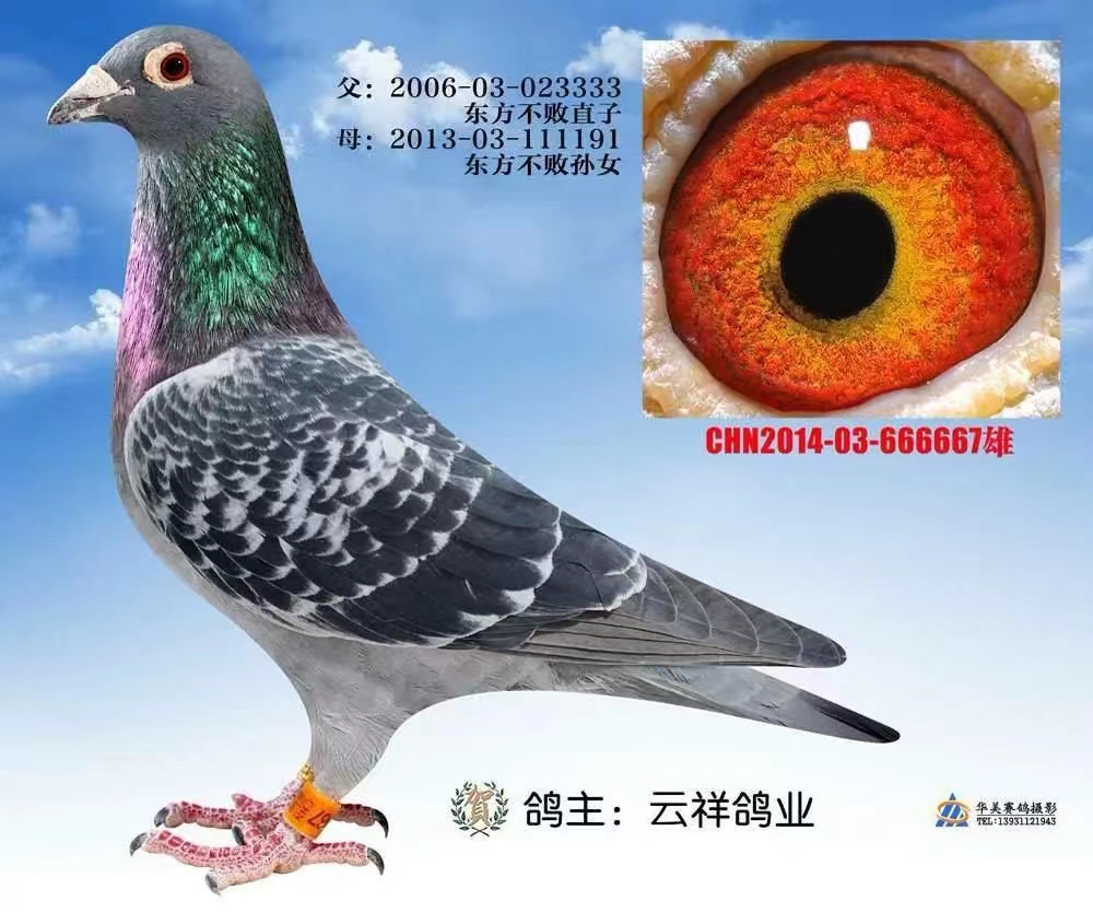 |ֱO667