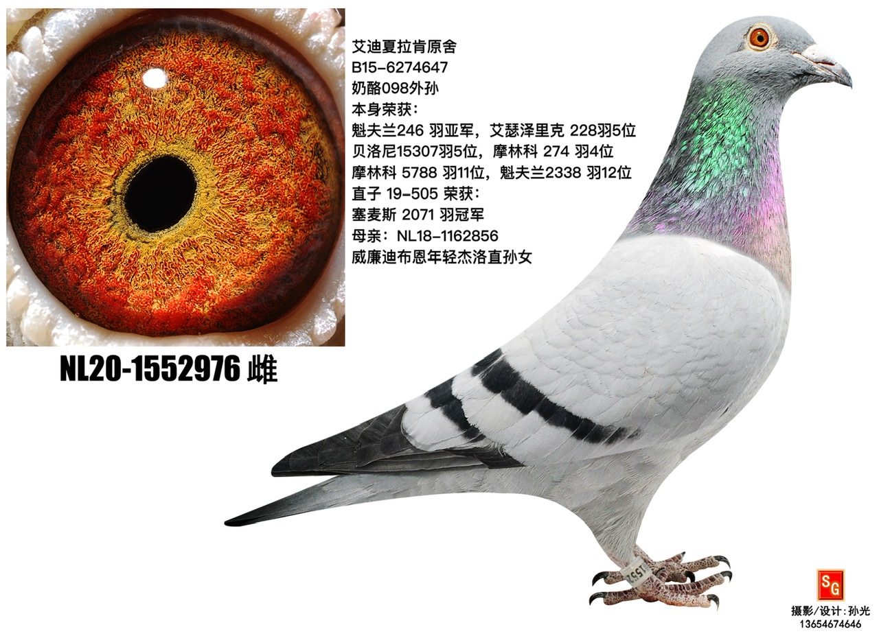 976