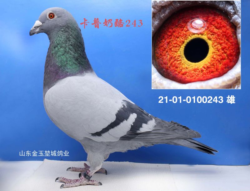 243