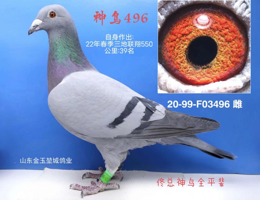 496