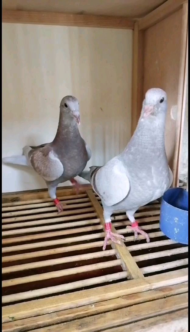 _22Mʹ