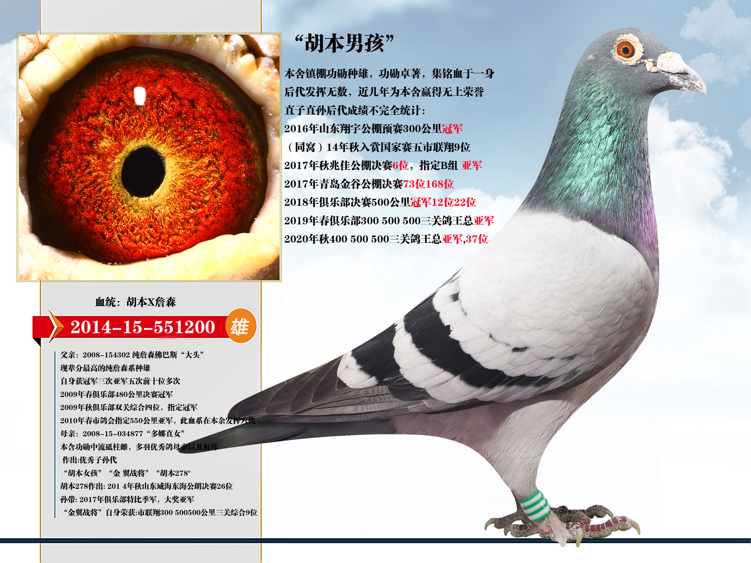 胡本多娜男孩- 华夏赛鸽铭血基地