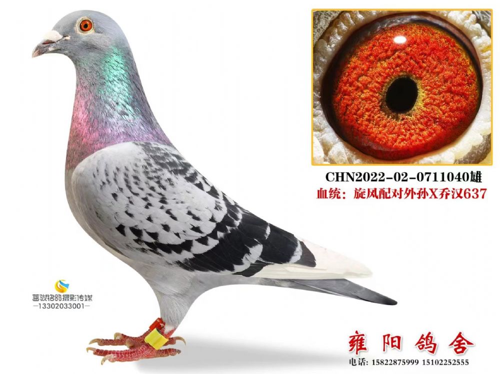 ̝h637XL(fng)䌦