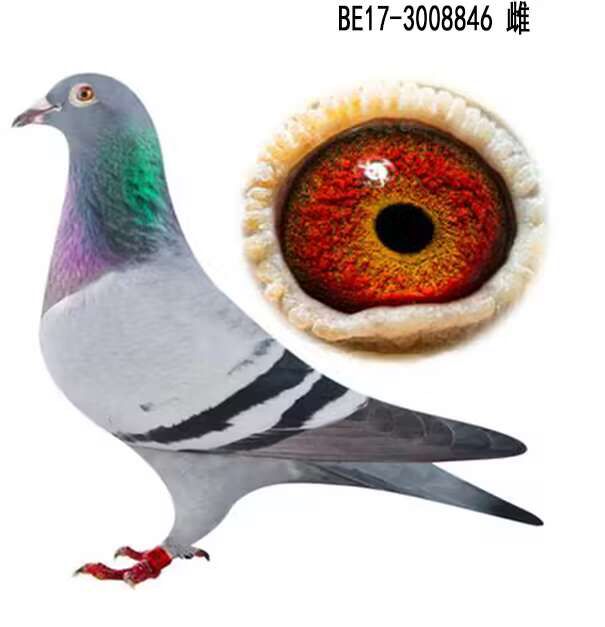 Ѫy(tng) w 846