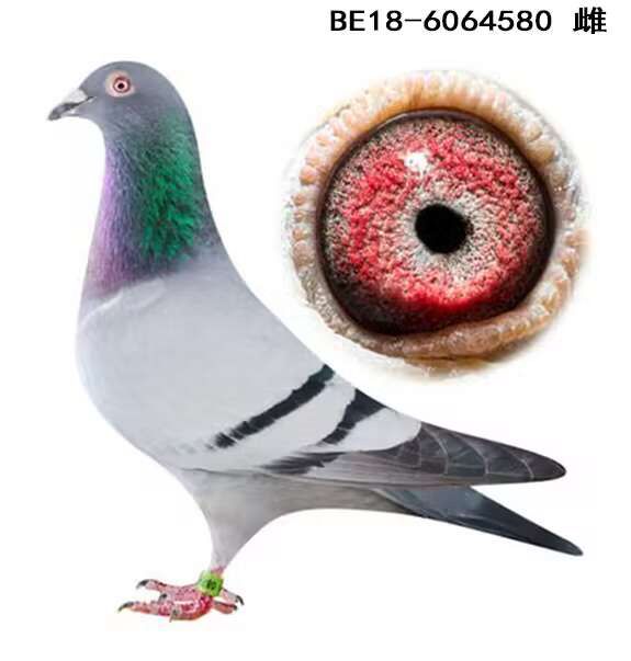 Ѫy(tng)  580