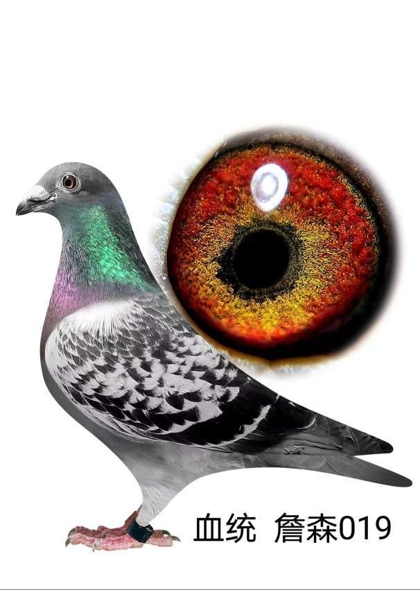û
