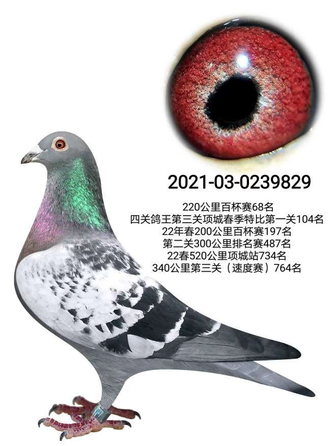 û