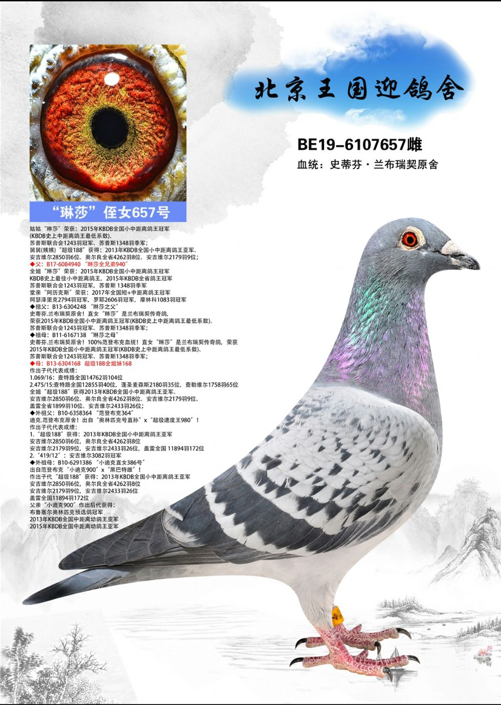兰布瑞契林莎对188-北京王国迎鸽舍-中信网爱鸽商城