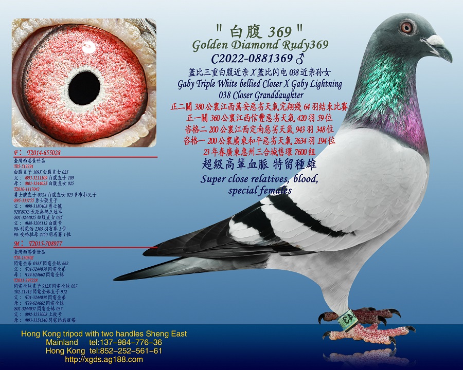 wذ׸HXwW038HOŮ