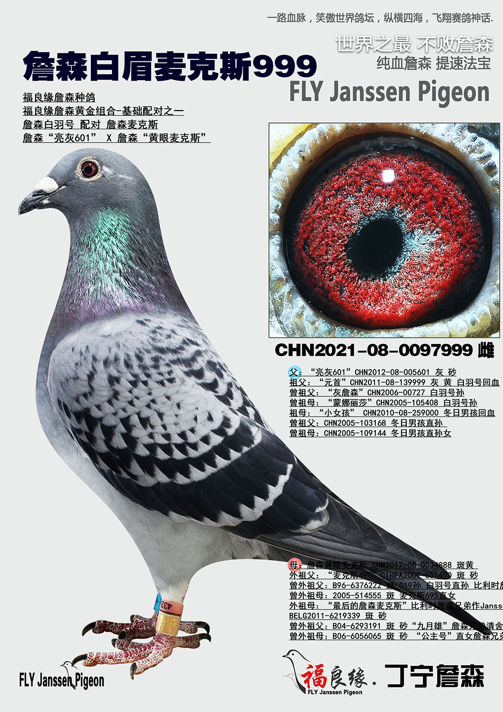 詹森白眉麥克斯999