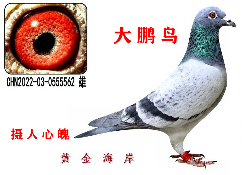 conew_chn2022-03-0555562 ۸